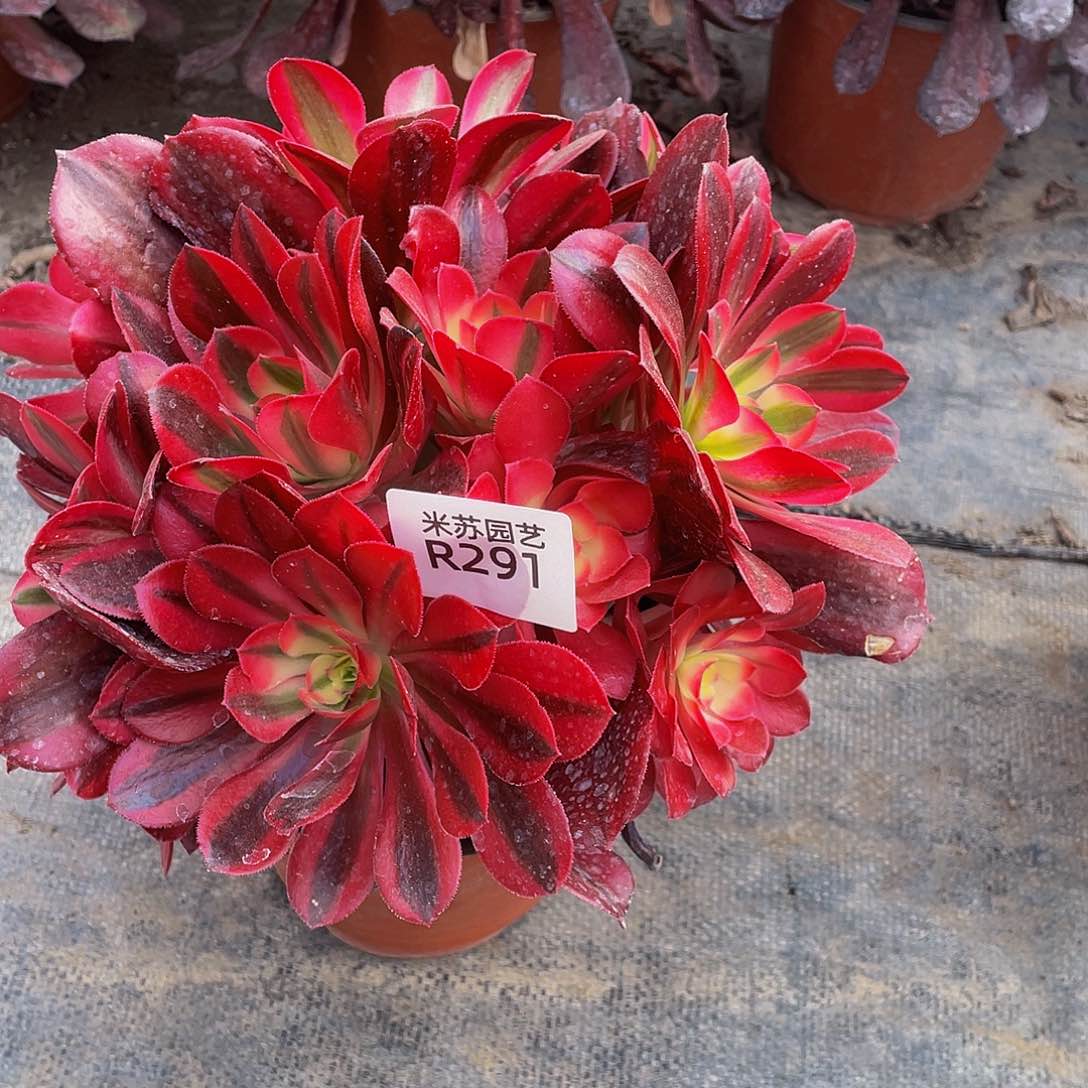 好****8291多肉美杜莎带盆