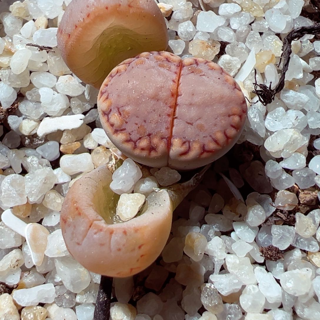 221-727多肉饼干啥