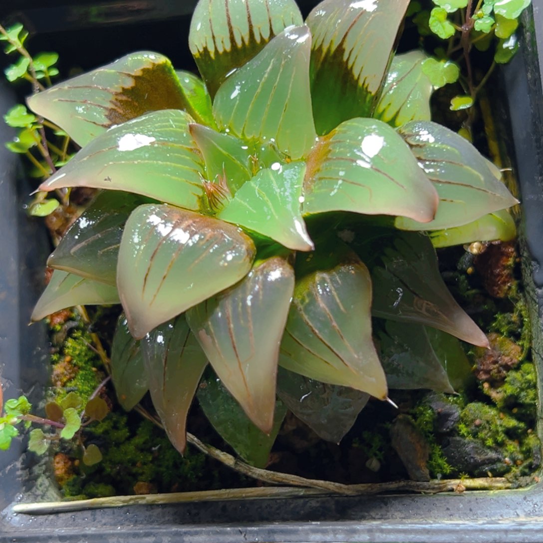 红纹寿母本玉露1