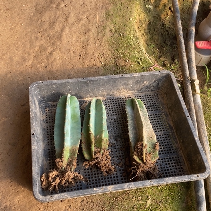 量天尺有根3颗15厘米高