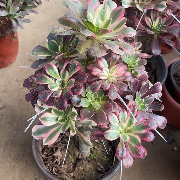 架红玫瑰玫瑰玫瑰玫瑰