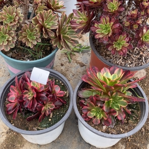 组合多肉植物11多肉