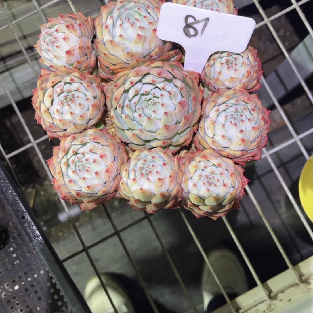 81 号小曹年度一物一拍