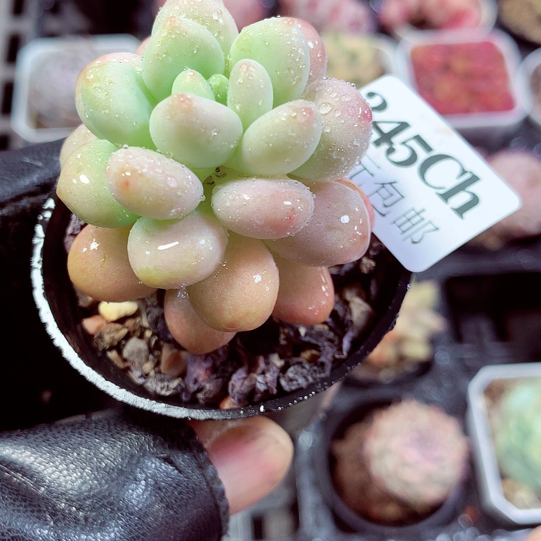 5厘米盆精控多肉345