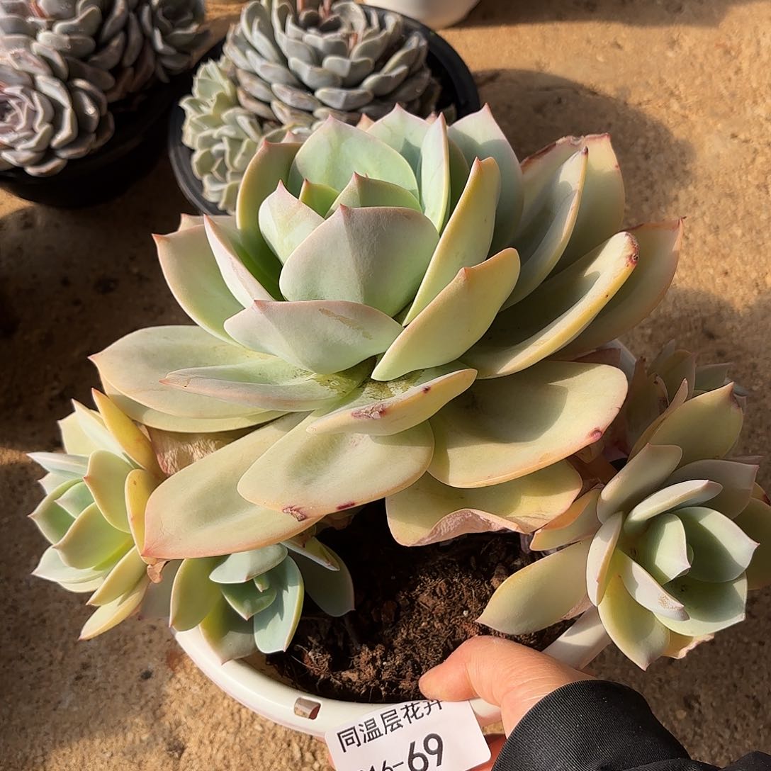 同温层多肉奶茶69