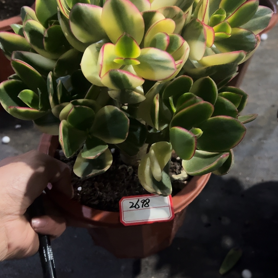 抓***福稀有新花月锦带盆2698