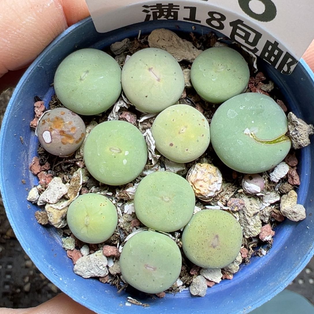 【闪购商品】676……