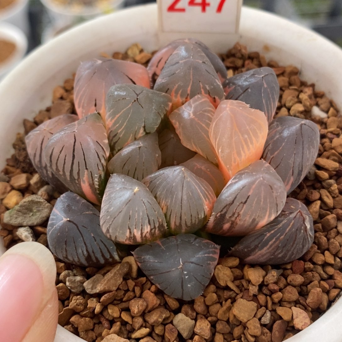 247龙爪玉露锦一物一拍