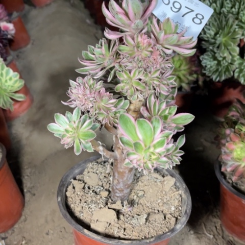 青莲多肉多肉5978