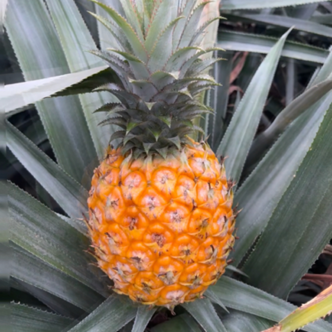 农家菠萝     边境大集现收