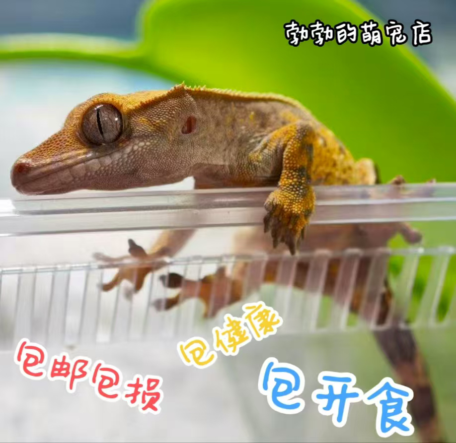 101温顺可爱莉莉双红奶油红底三色适合新手的睫角守宫活体爬宠