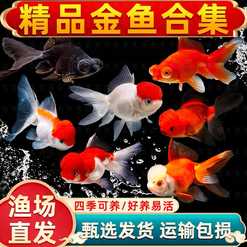 【金鱼】39条 新手可养 冷水观赏鱼 2-5厘米 颜色不指定