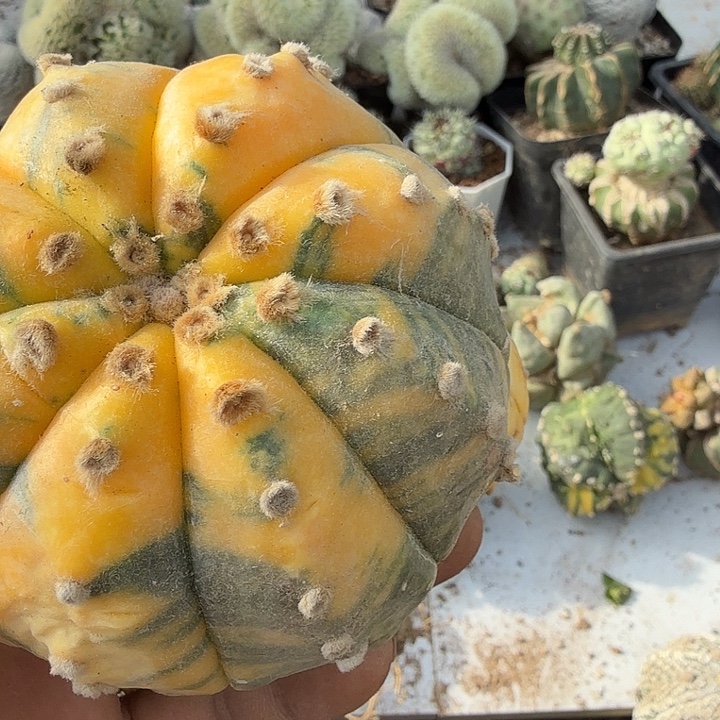 嫁接兜锦仙人球开花
