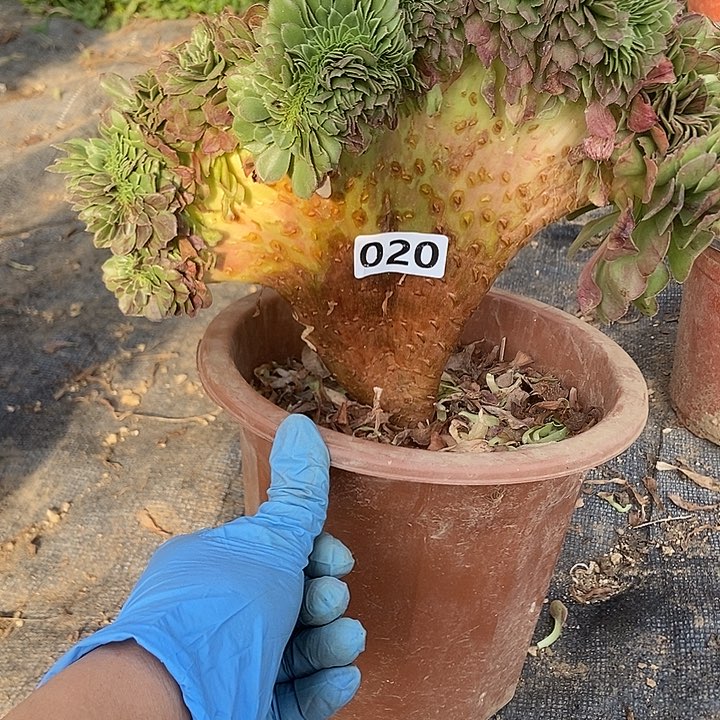 020花月夜缀化老板子法师