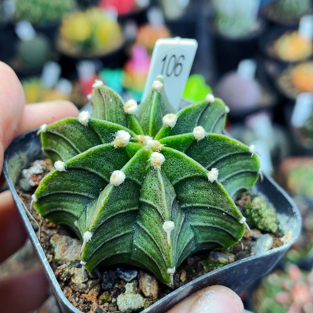 非偏远地区满25包邮仙人球