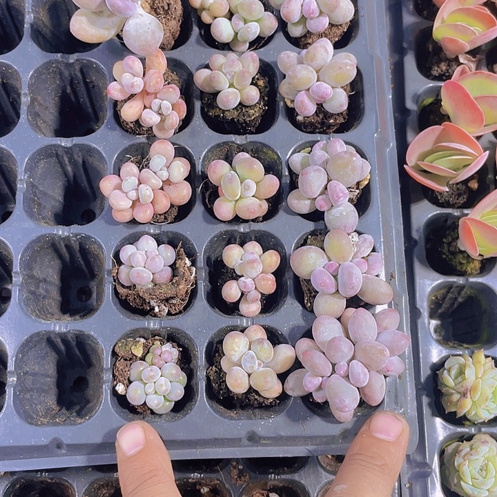 释****释然姐【满10颗包邮】