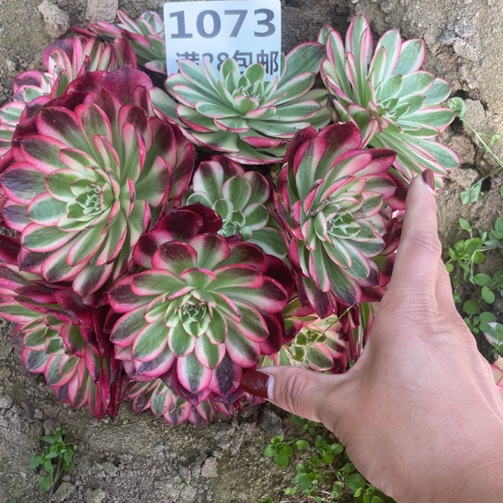 晚****）1073三号棚倾城多肉