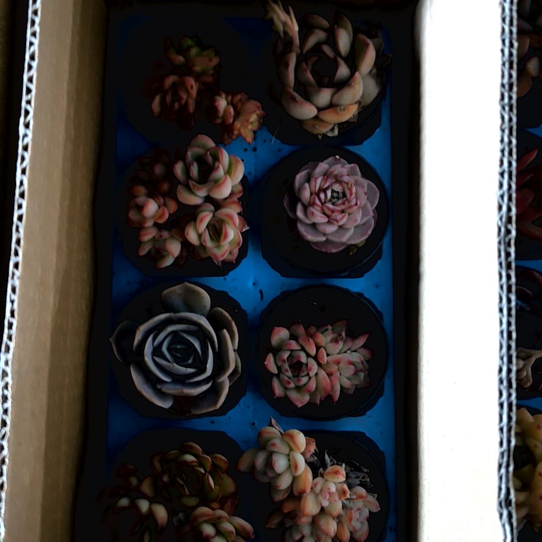 赵*吖一物一拍绝绝子，1-41号