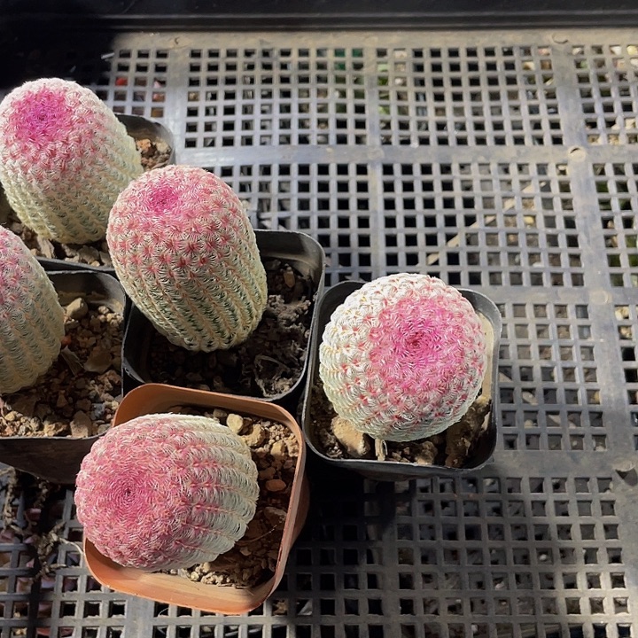 清***欲77号筐带盆土发货