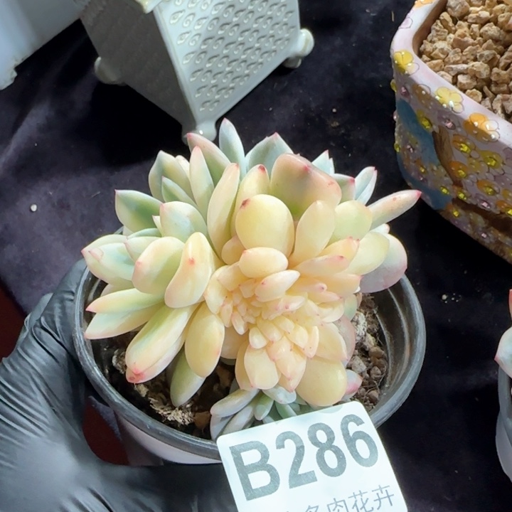 10厘米左右一物一拍的锦