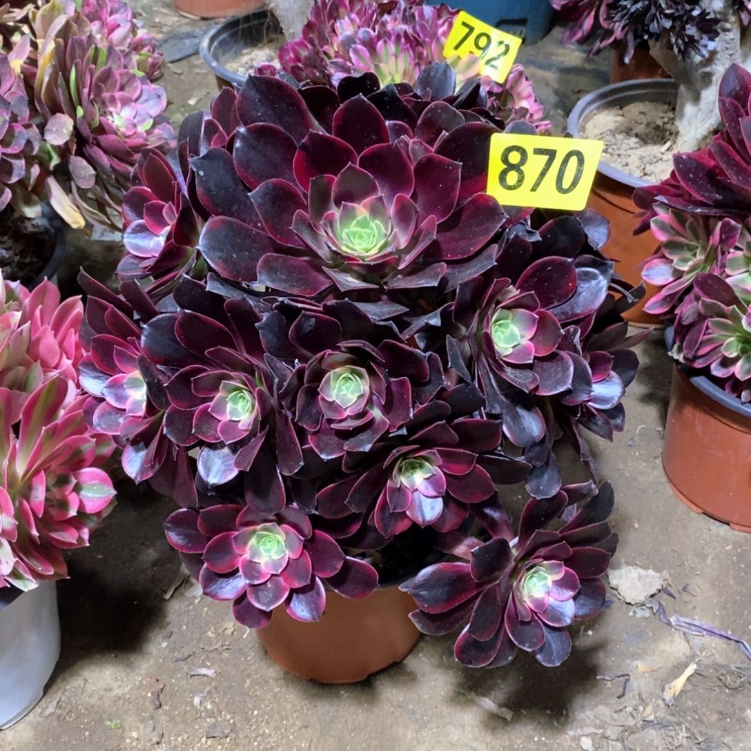 金丝雀多肉法师870