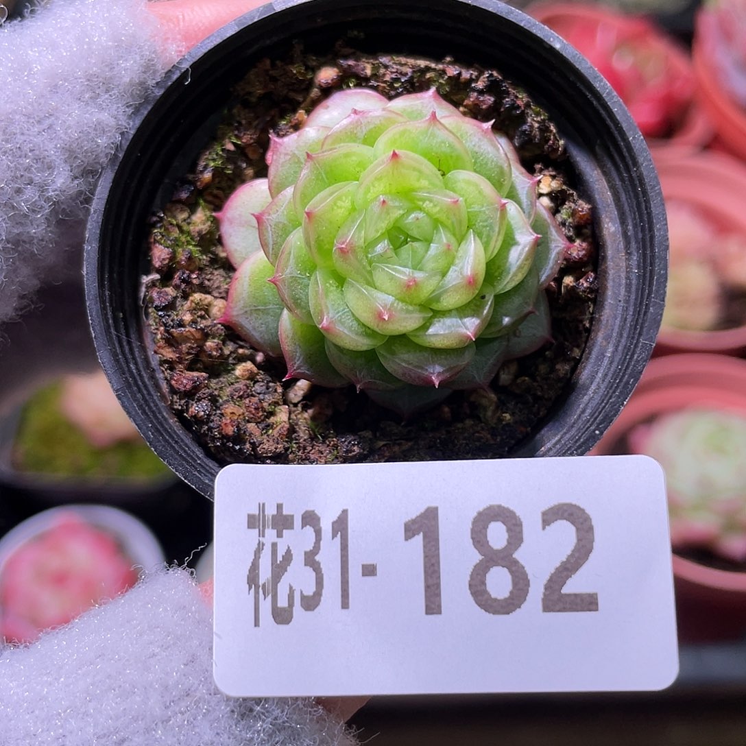 花利美31-182新品珍妮