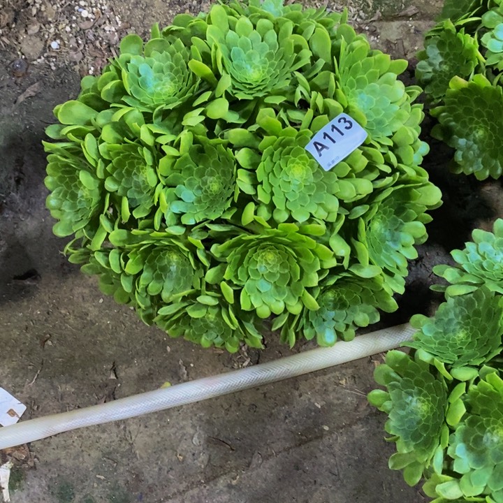 翡翠冰多肉植物113