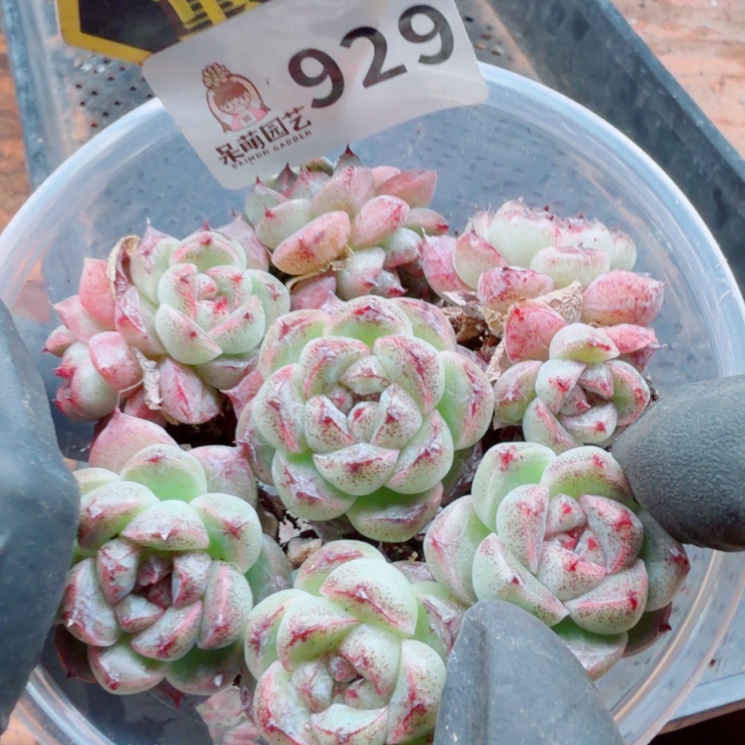 多肉植物多肉植物