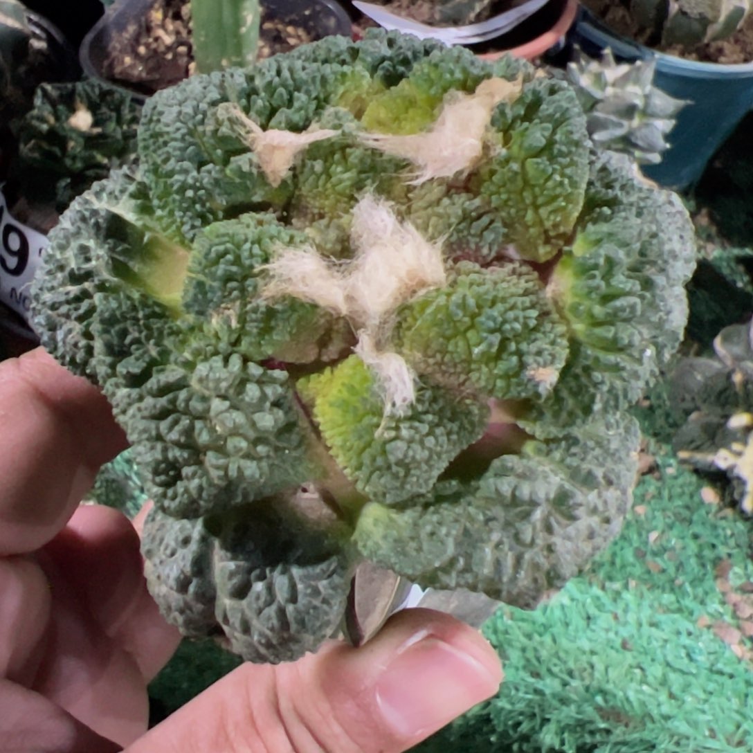 福利哥斯拉黑牡丹552