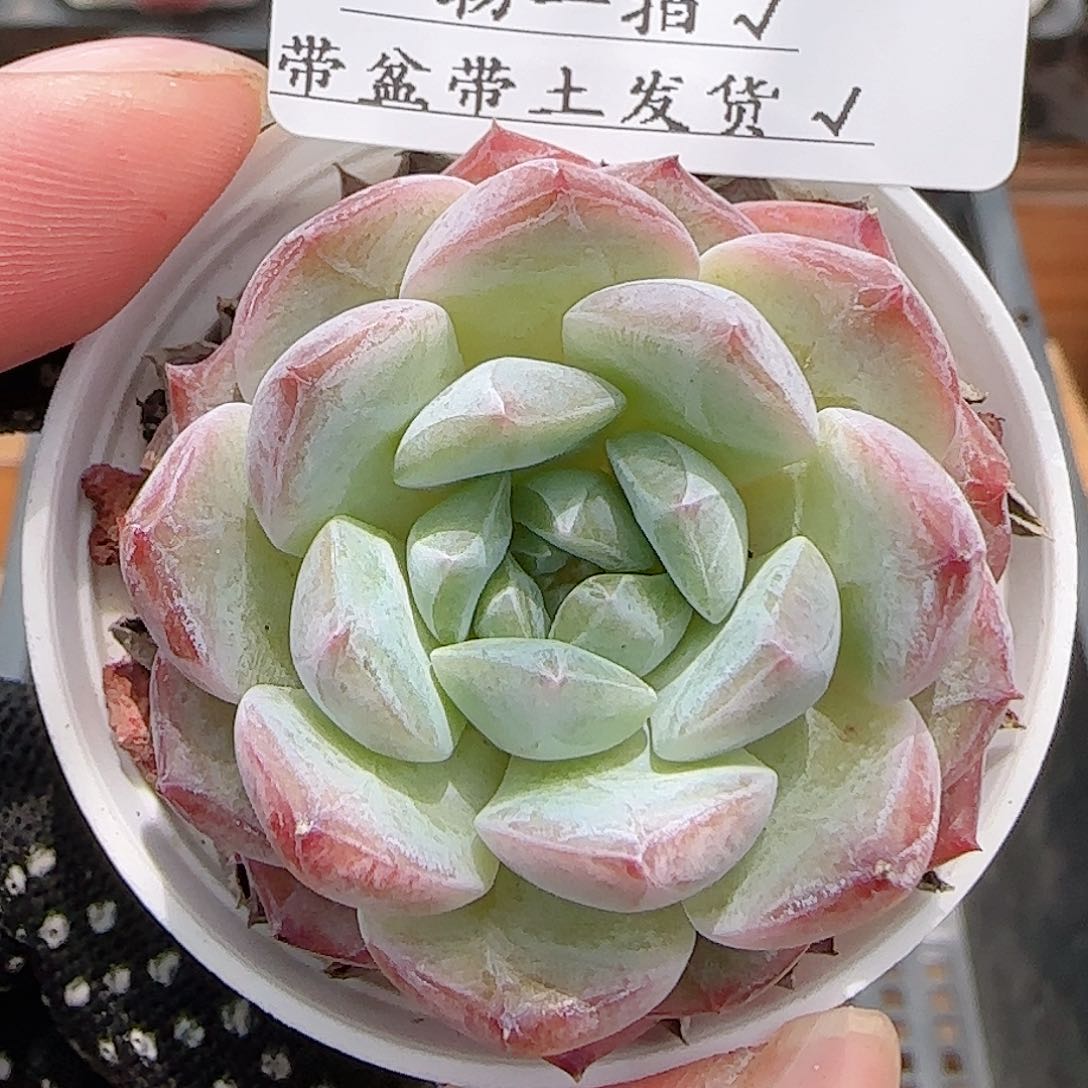 多肉0713-282糖心糖心