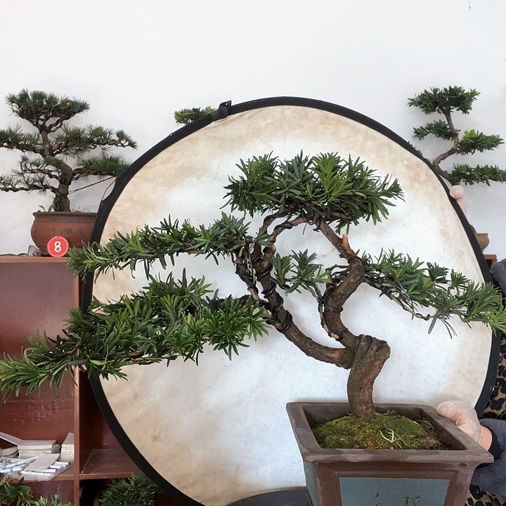 完全开放直播链接一物一拍