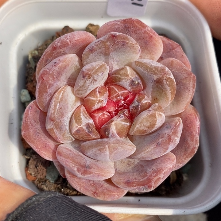 1220-643，粉魄双心