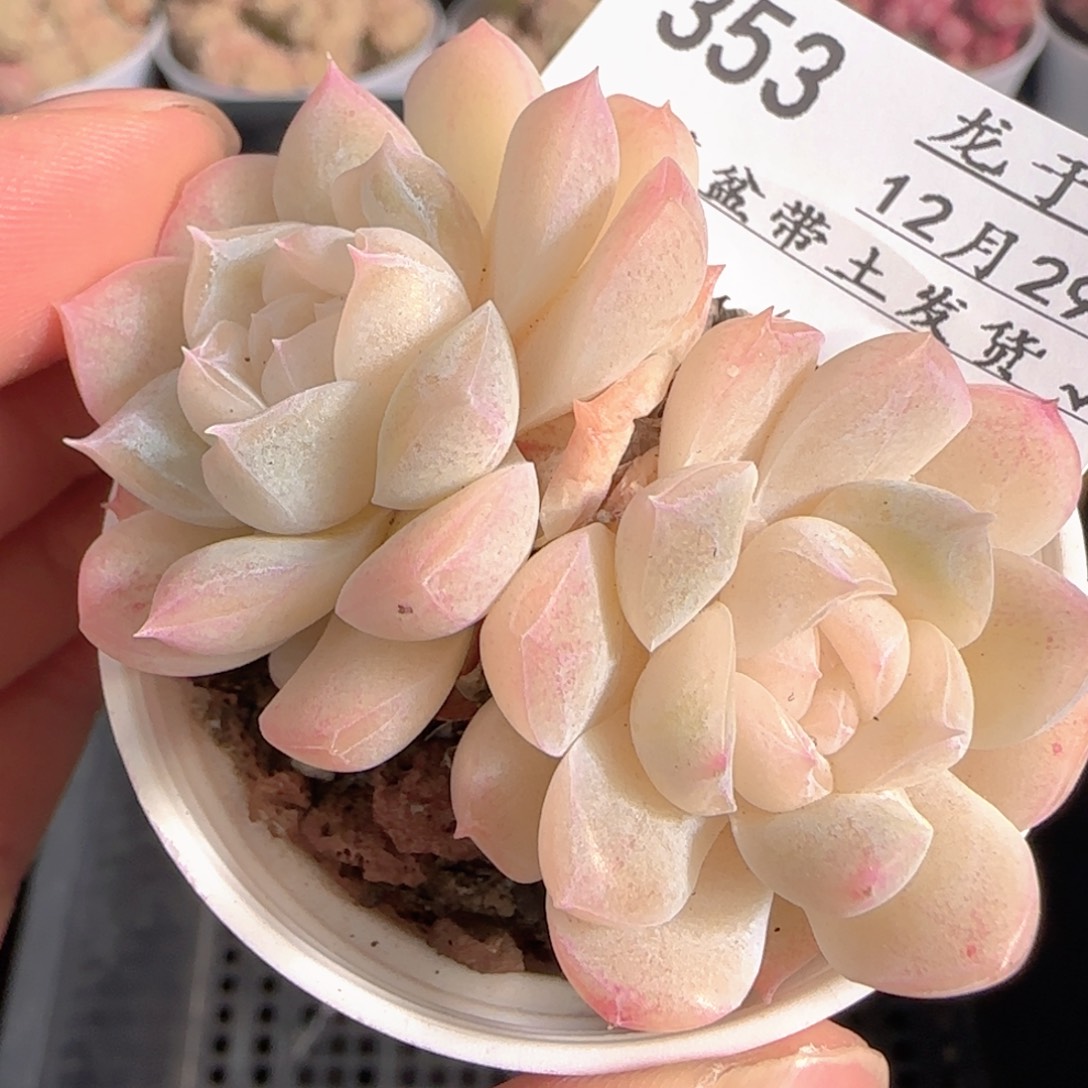 多肉1229-353白桃汽水
