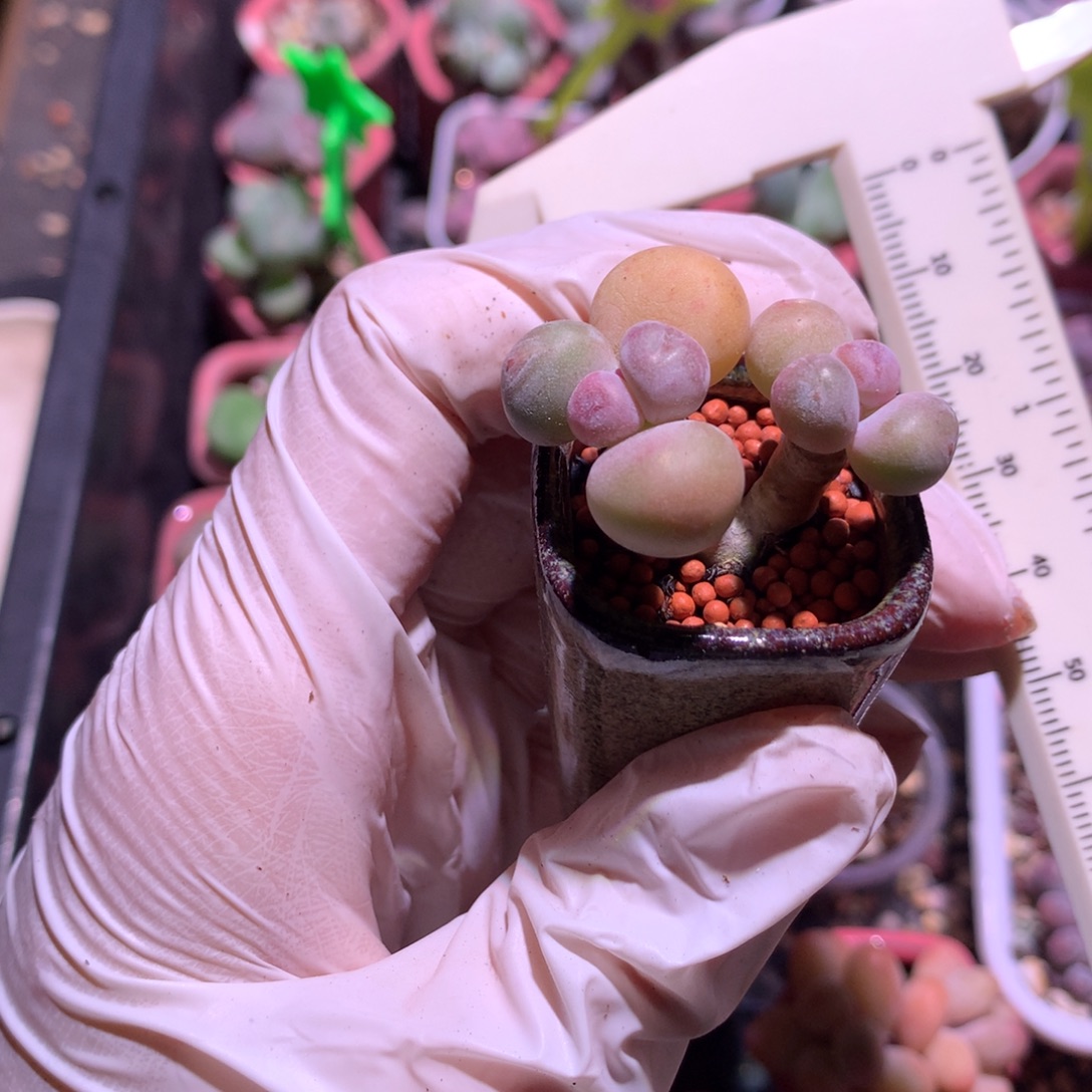 黄金鸡蛋大叶奶哦哦哦