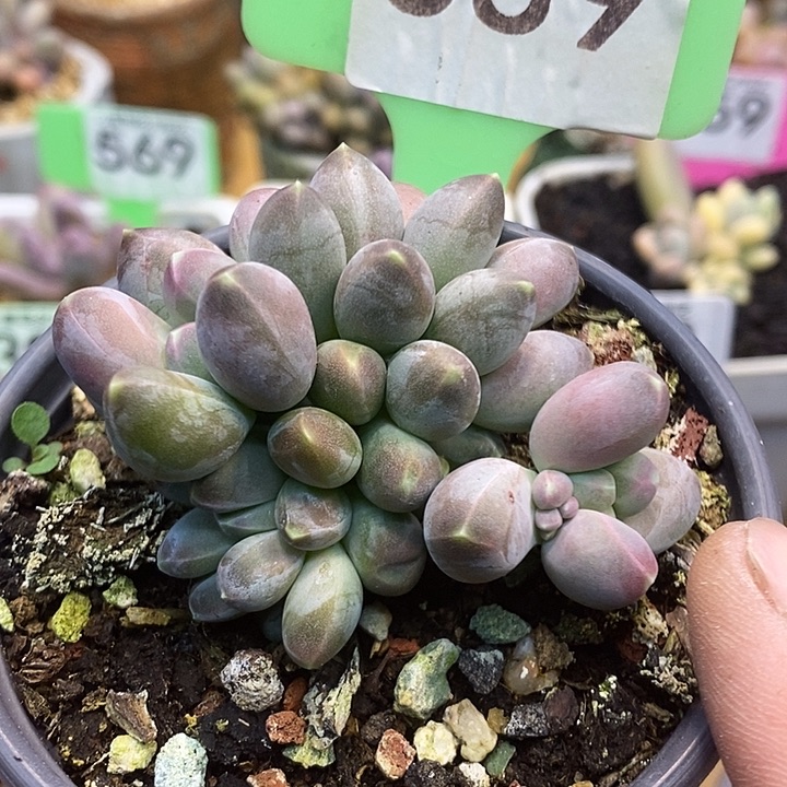 星空美人339号的啊啊啊啊啊多肉