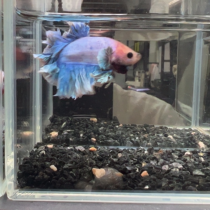 斗鱼竞拍跑单拉黑2日87 