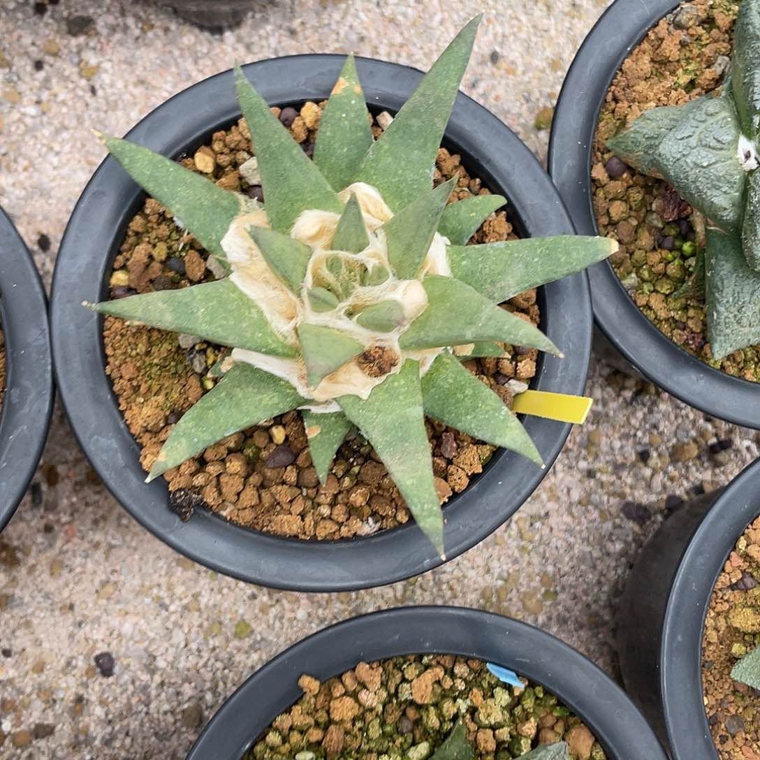 完全开放实生龙牙 