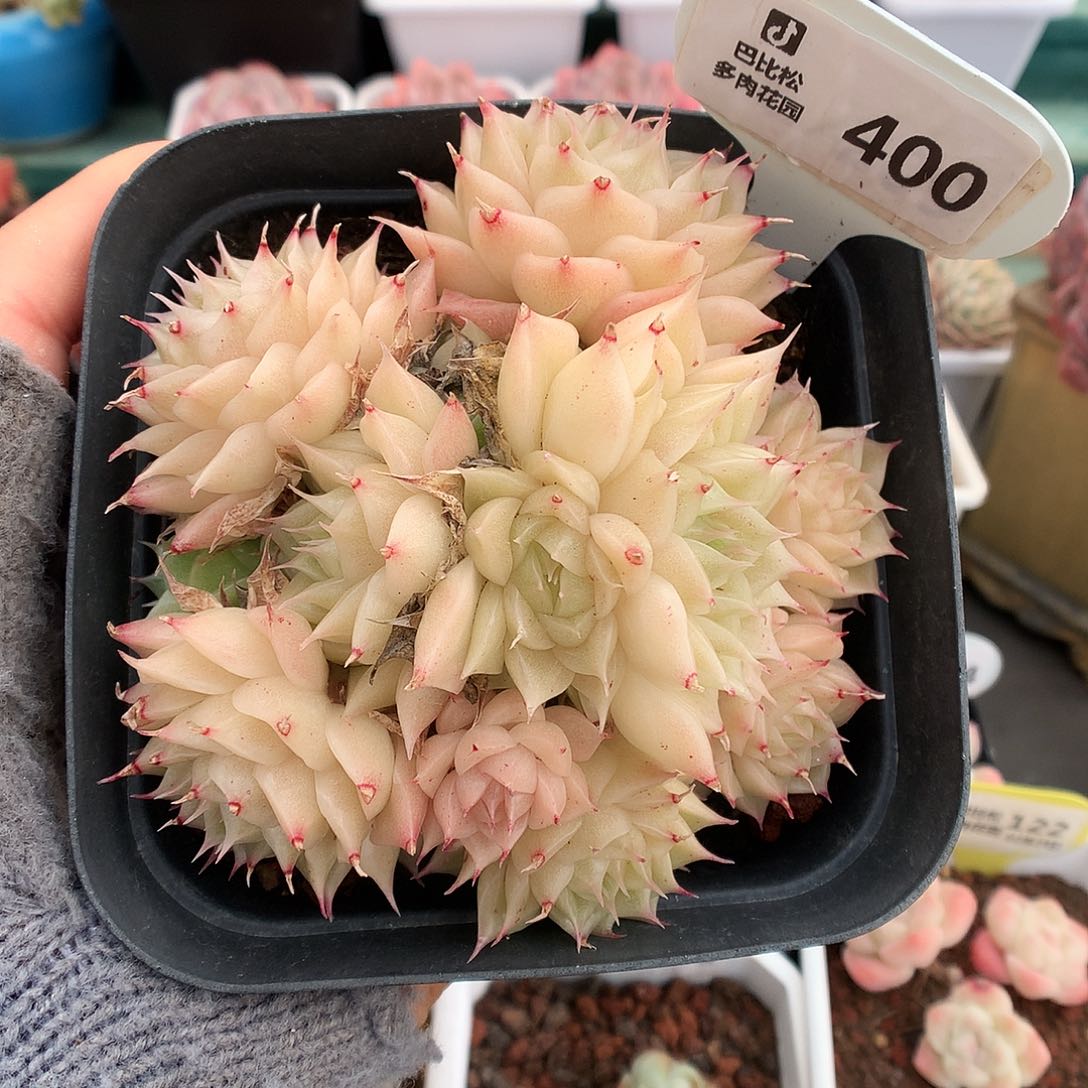 400麦杆多肉植物