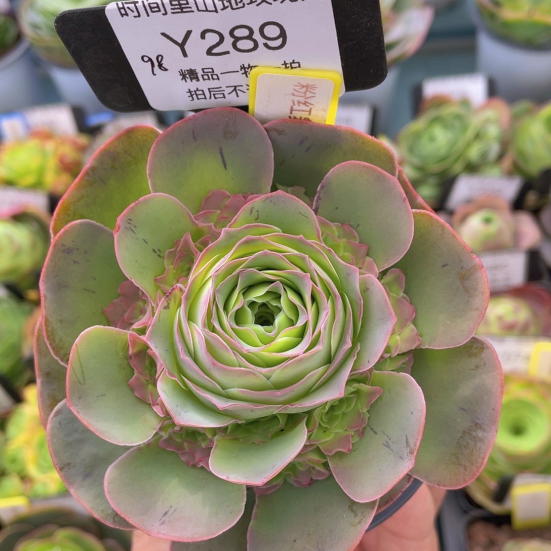 粉红舞鞋289一物一拍