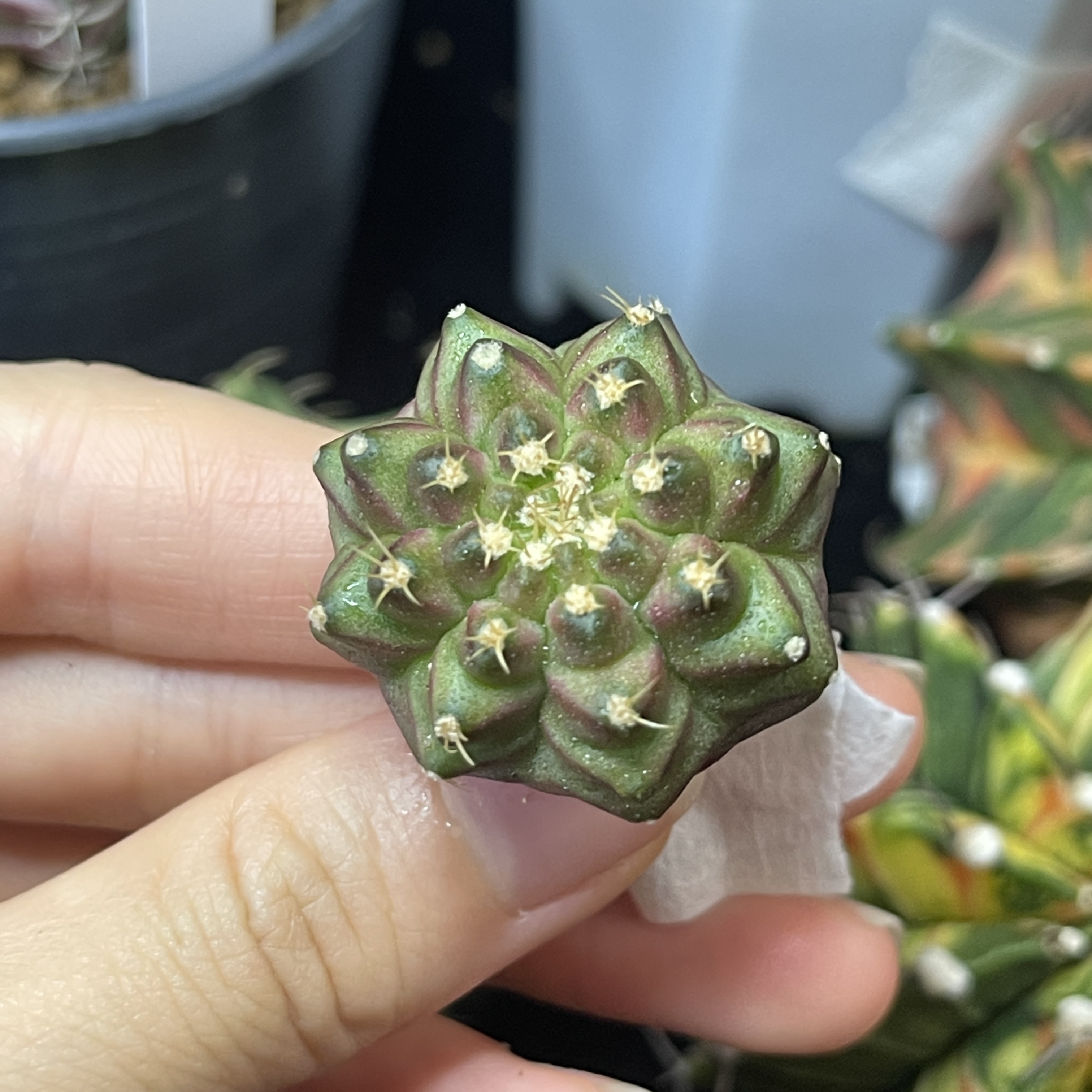 Neon轮回 福利一物一拍 脱土发货