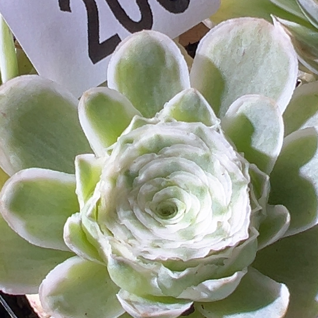 秋夕200山地玫瑰多肉