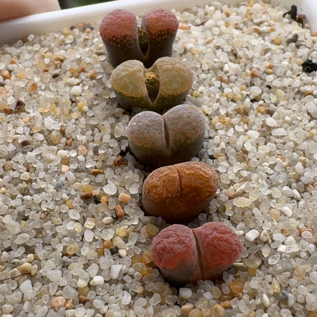 1211-029蛋糕1808.4肉锥