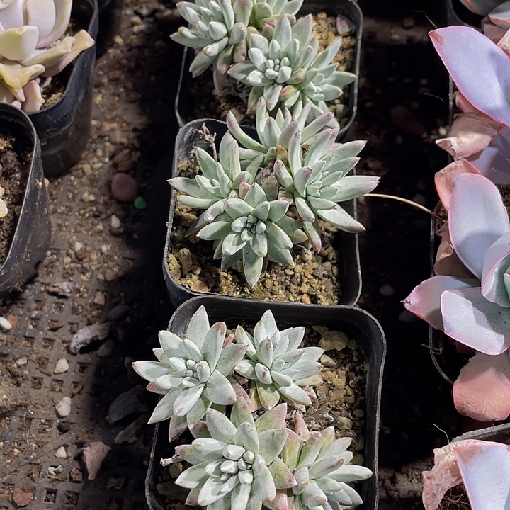 白菊群带盆土发货