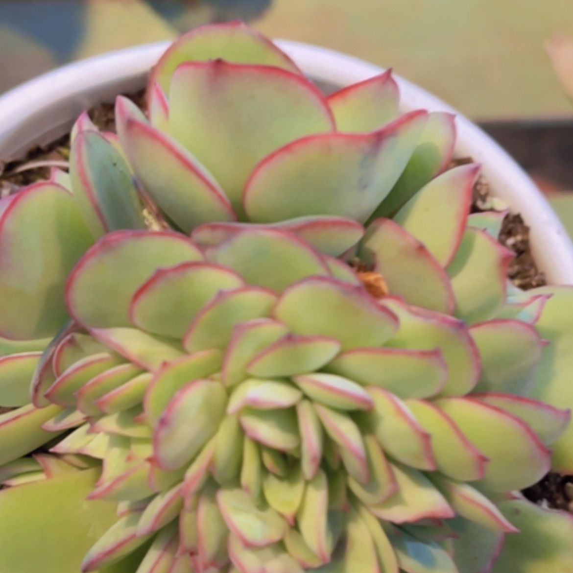 【闪购商品】牡丹亭缀17264