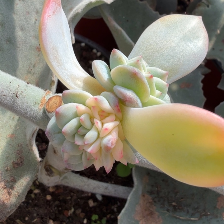 粉蓝鸟锦朵朵缀化不石化