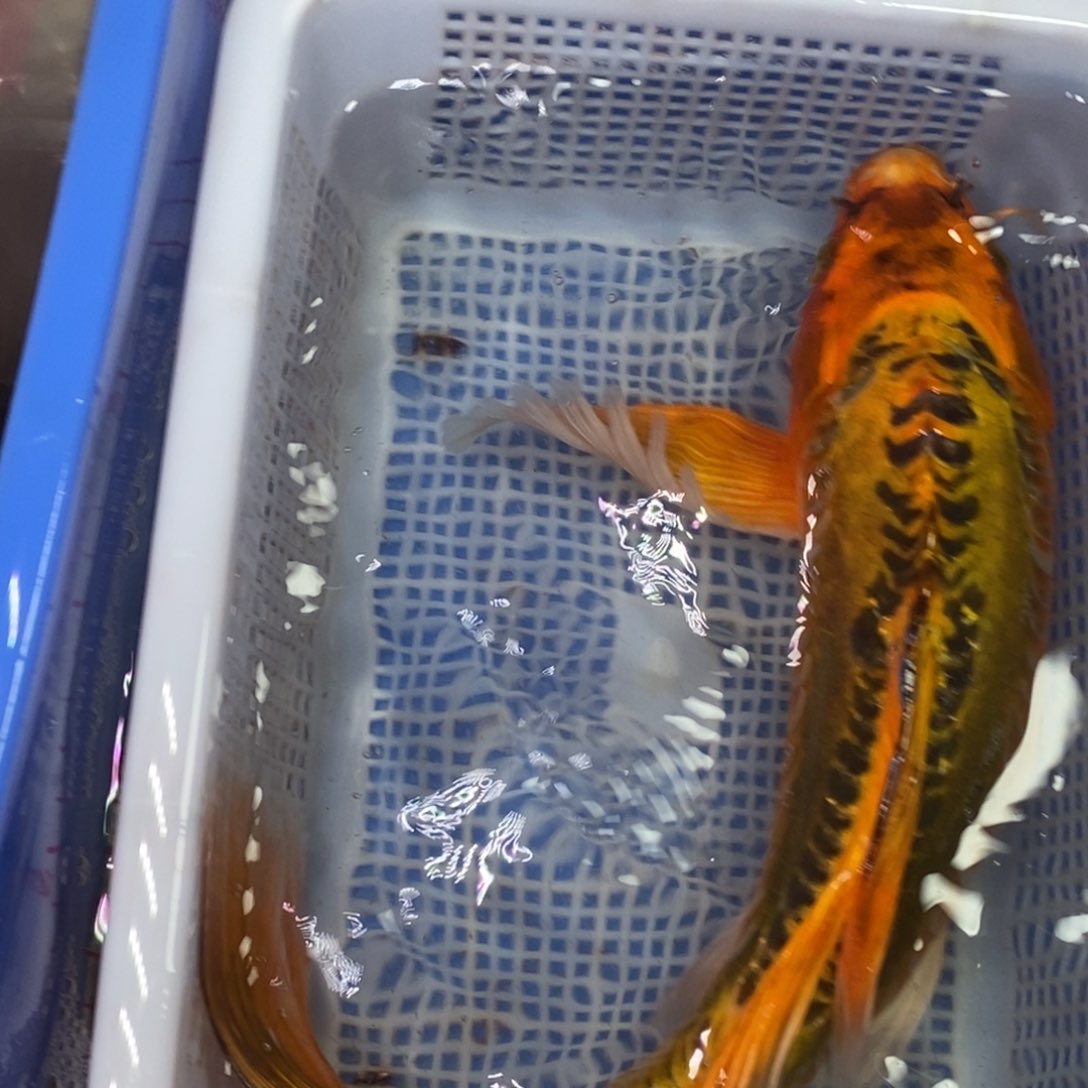 锦鲤冷水锦鲤包邮