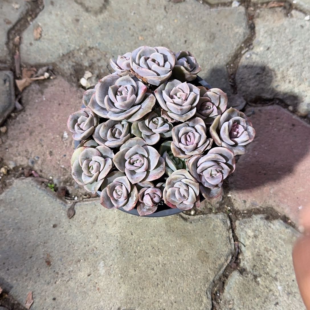 可爱玫瑰多肉植物精品