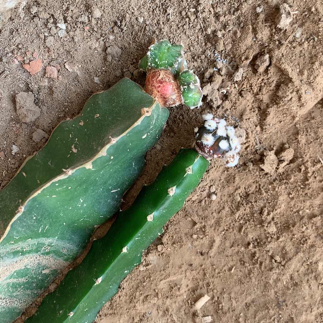 【闪购商品】a****i两玉玉玉