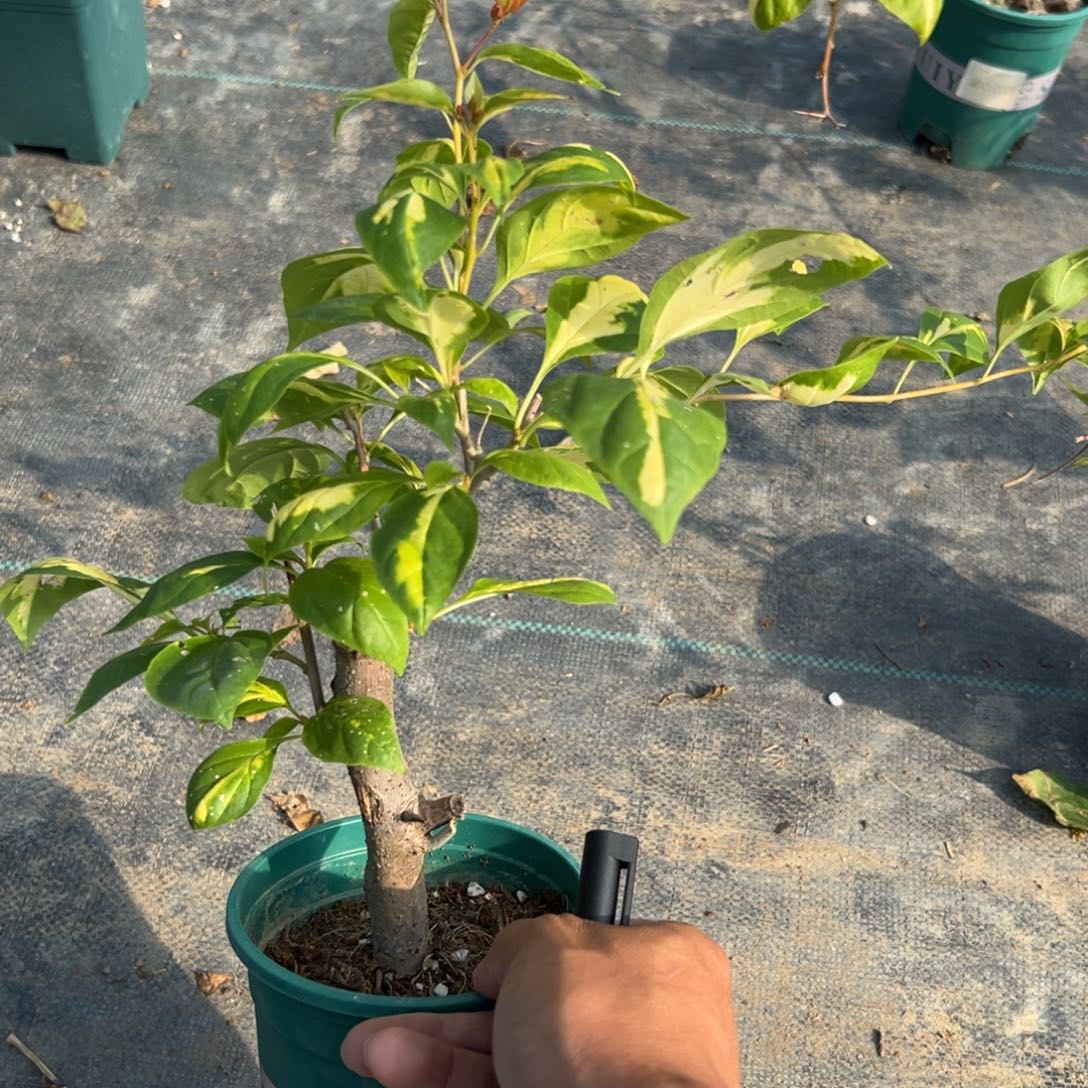 无花朵【89号盲盒】福利款不售后介意勿拍