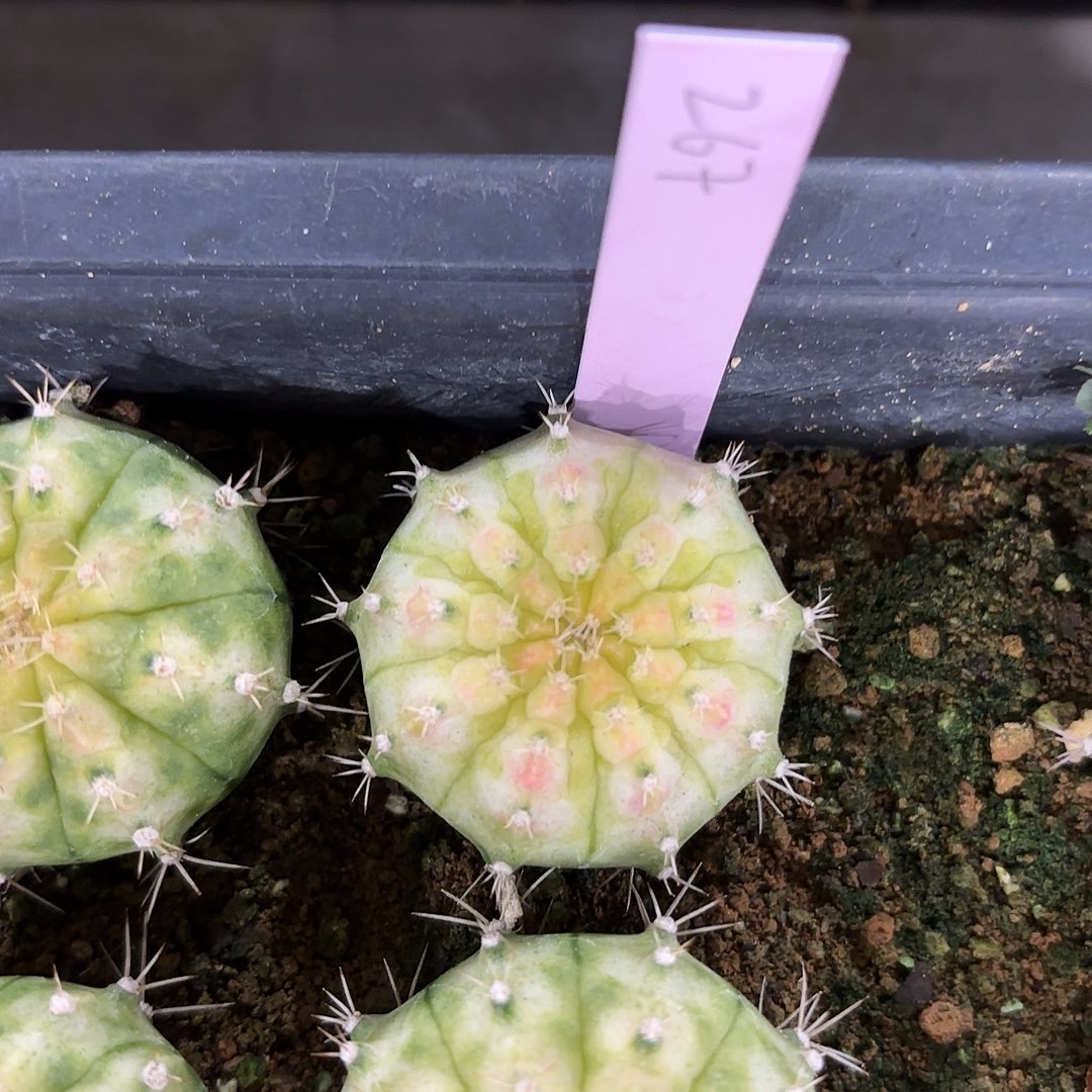 泰国米哈267-0126